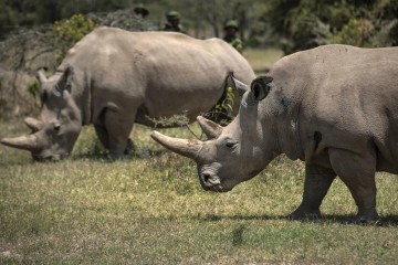 Eggs fertilised from final two females of near-extinct northern white rhino in Kenya
